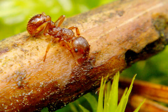 Image of European fire ant