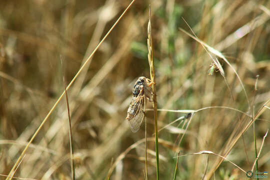 Image of Cicadatra platyptera Fieber 1876