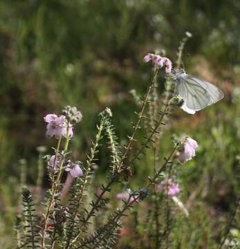 Image of Bog Heather