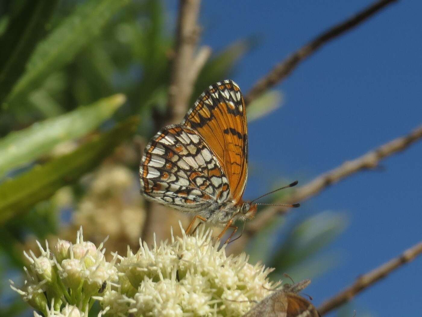 Image of Sagebrush Checkerspot