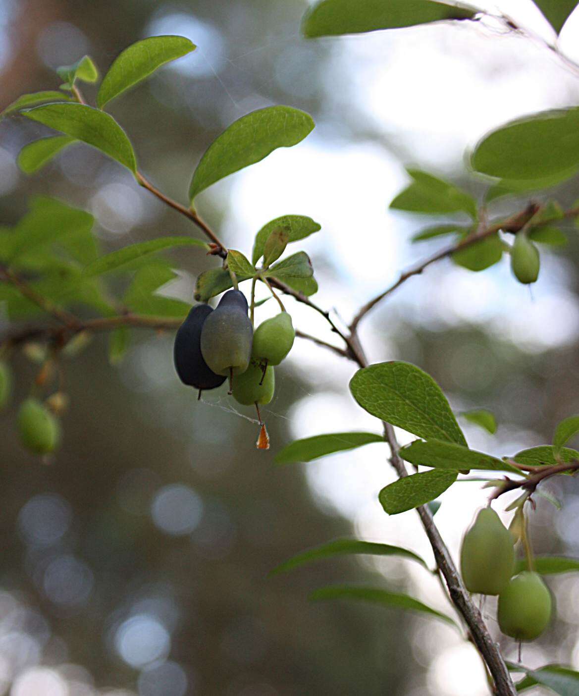 Image of alpine bilberry