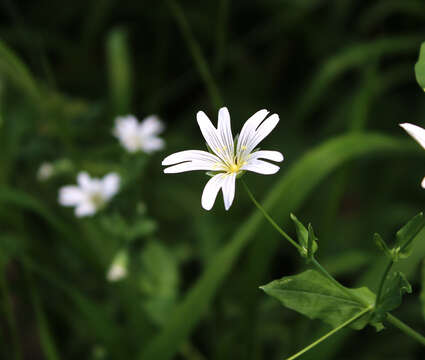 Image of Cerastium davuricum Fischer