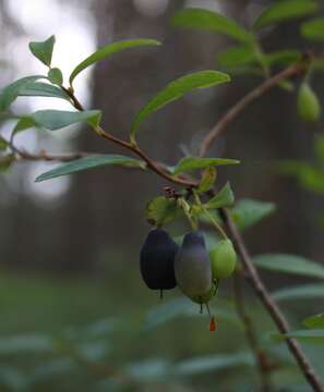 Image of alpine bilberry