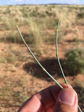 Image of Torrey Ephedra