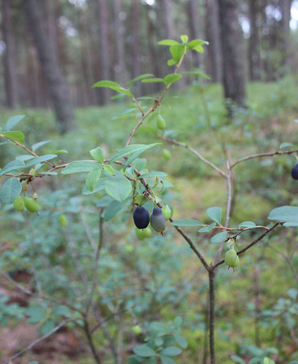 Image of alpine bilberry