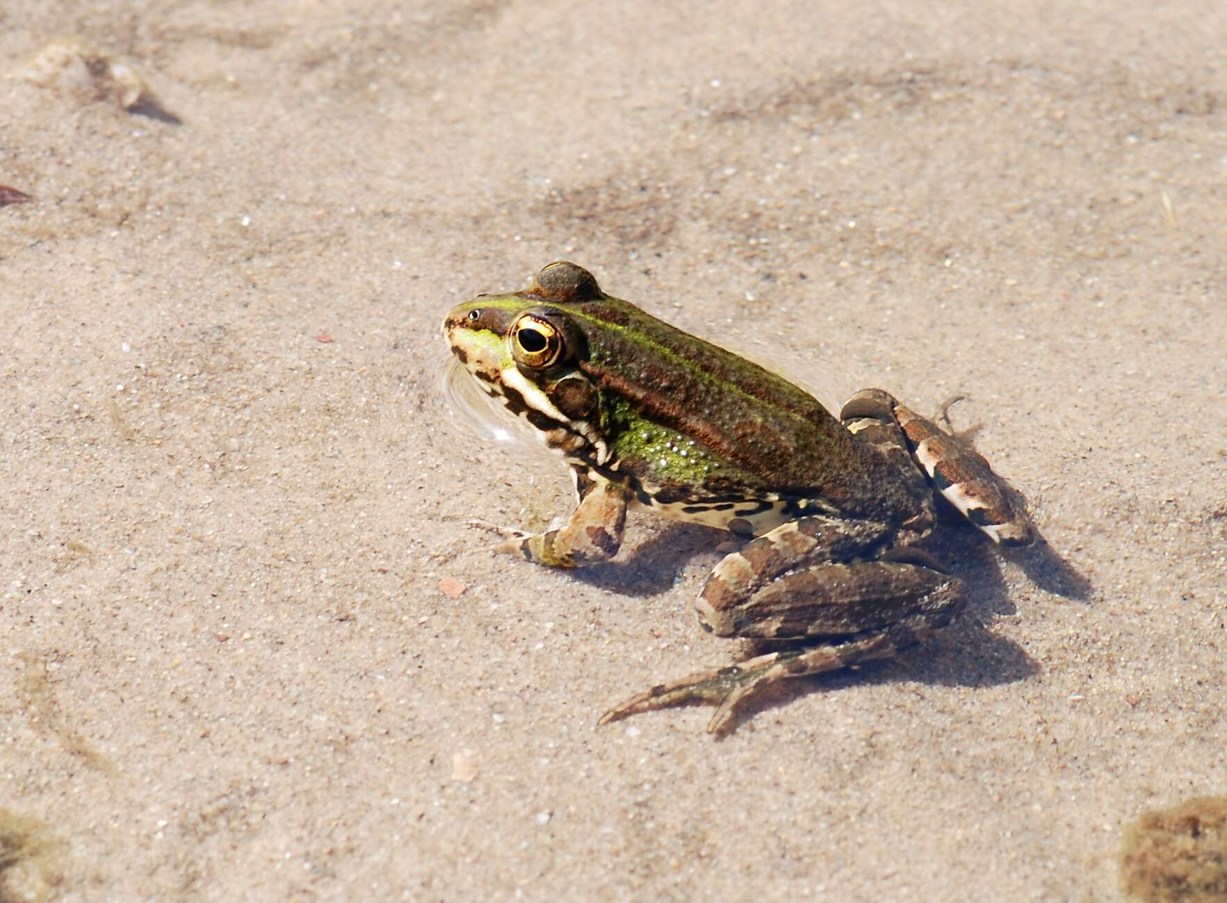 Image of Perez's Frog