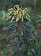 Imagem de Rhododendron tomentosum (Stokes) Harmaja