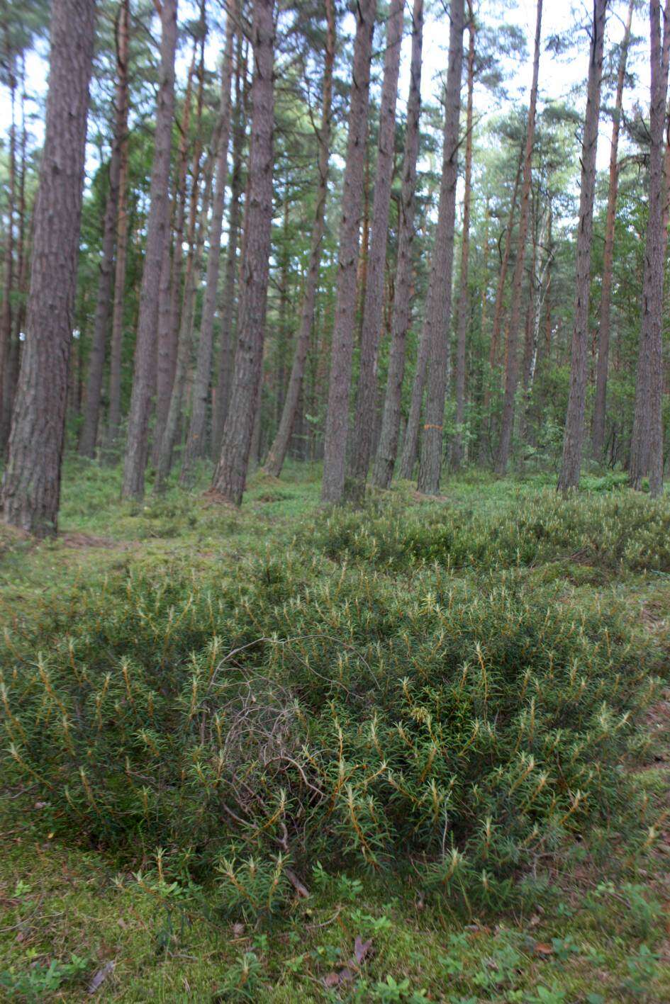 Imagem de Rhododendron tomentosum (Stokes) Harmaja