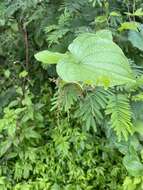 Image of Dioscorea galeottiana Kunth