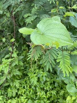 Image of Dioscorea galeottiana Kunth