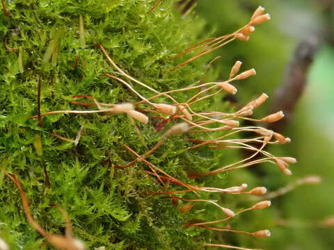 Image of <i>Pseudoamblystegium subtile</i>