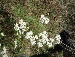 Image of Achillea nobilis subsp. nobilis