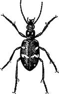 Image of Heath tiger beetle