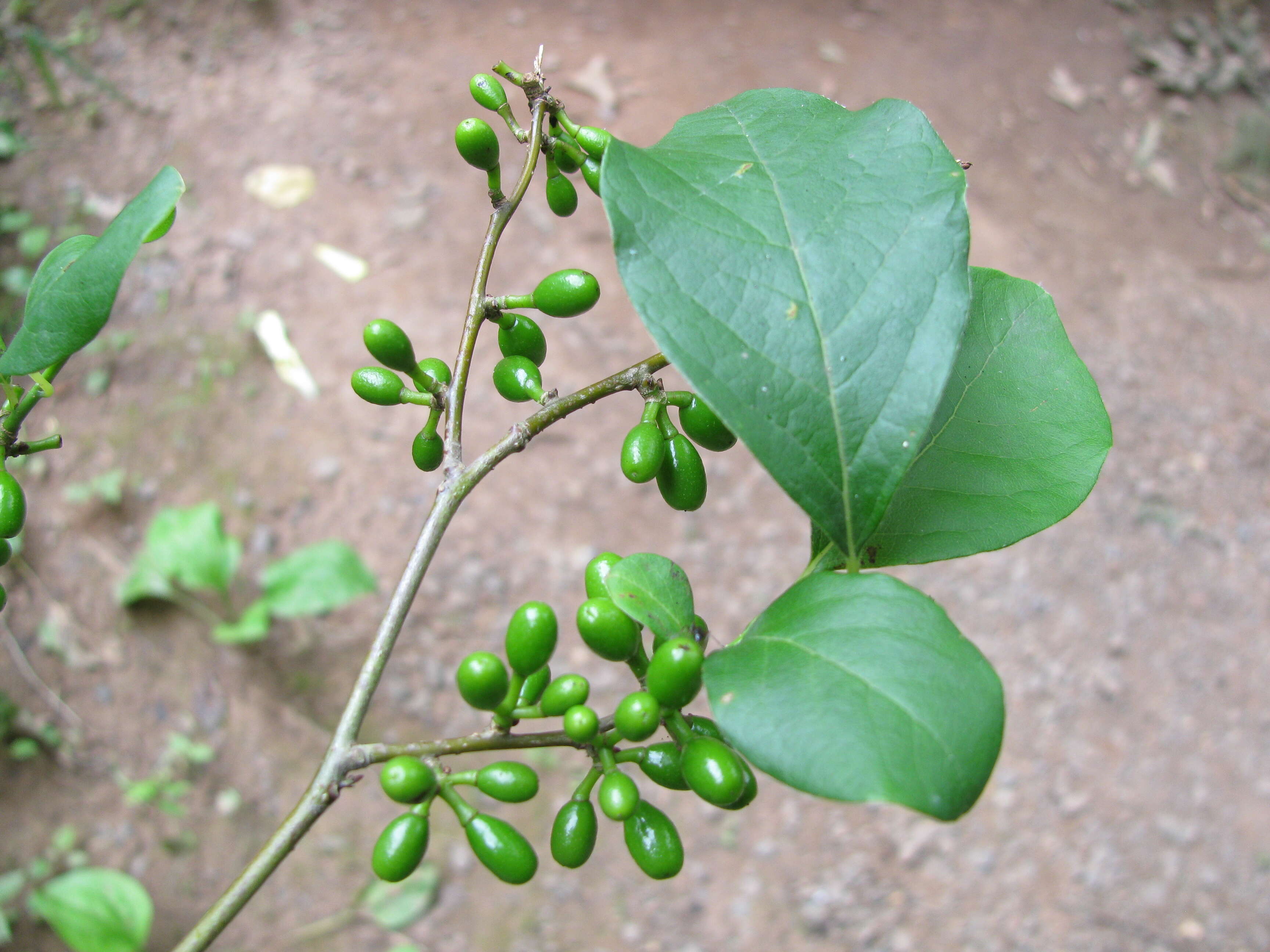 Image of northern spicebush