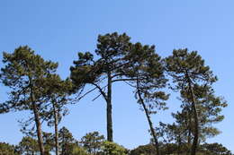 Image of Maritime Pine