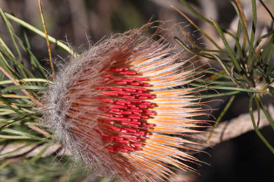 Image of Banksia