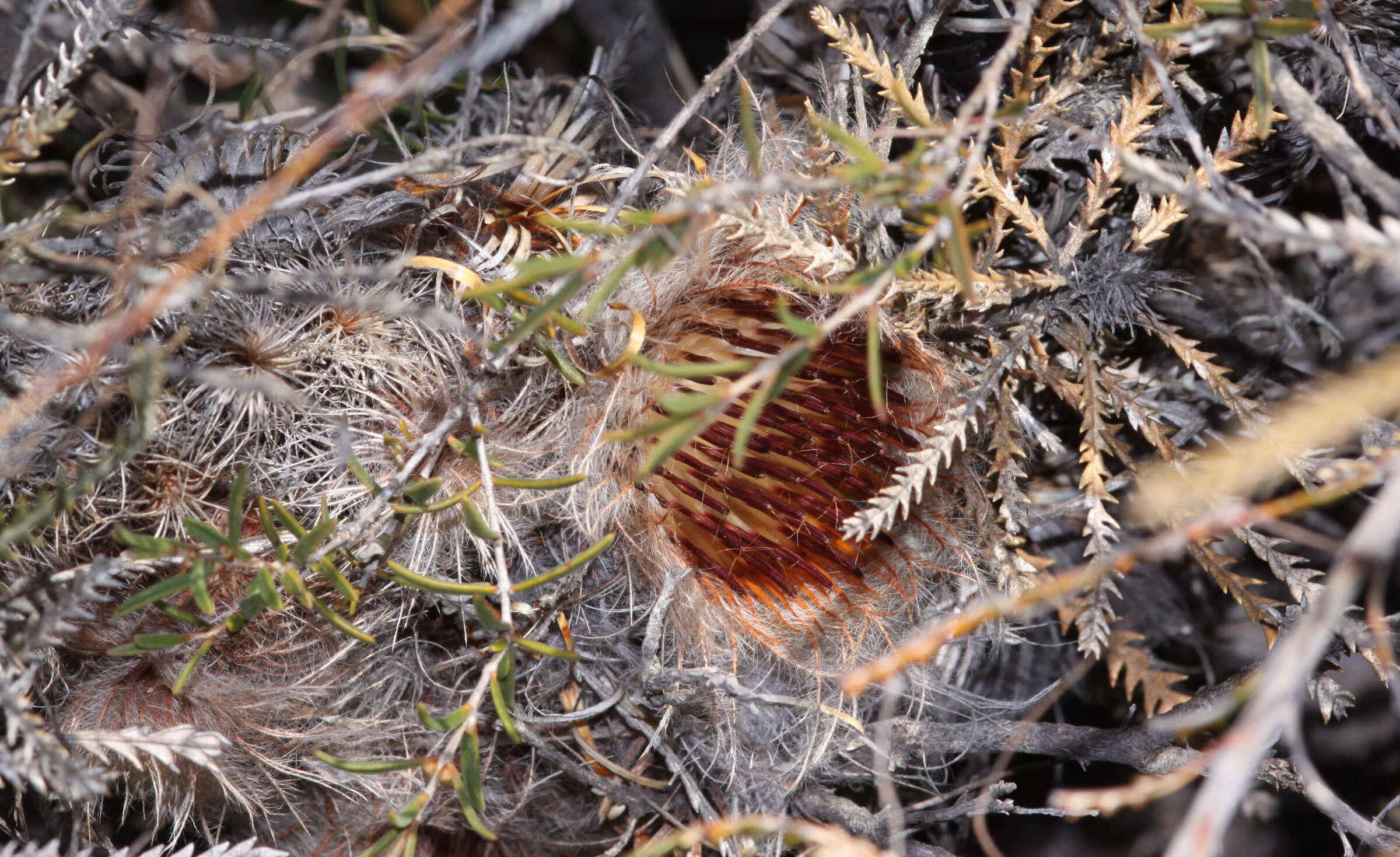 Imagem de Banksia shuttleworthiana (Meissn.) A. R. Mast & K. R. Thiele