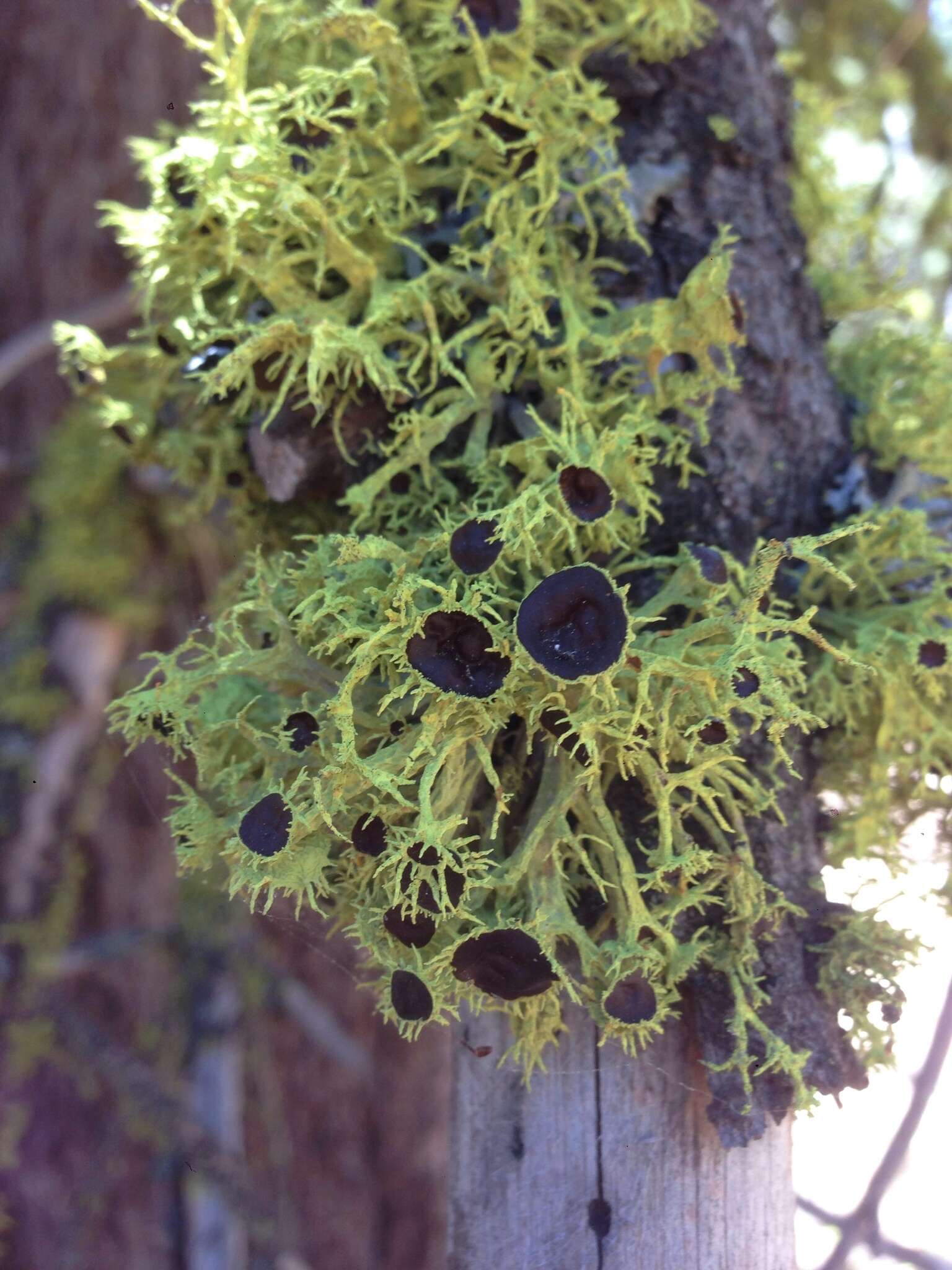 Image of Brown-eyed wolf lichen