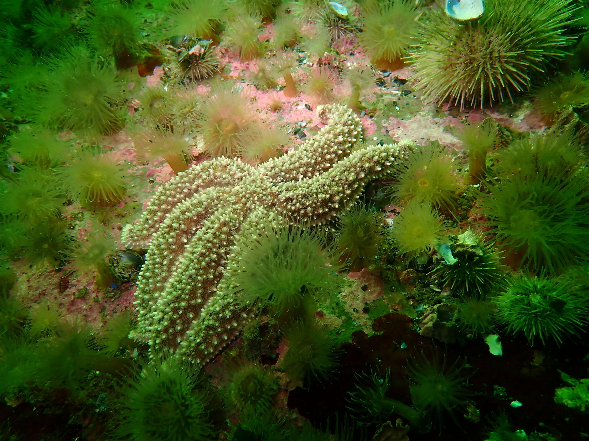 Image of Leptasterias subgen. Hexasterias Fisher 1930