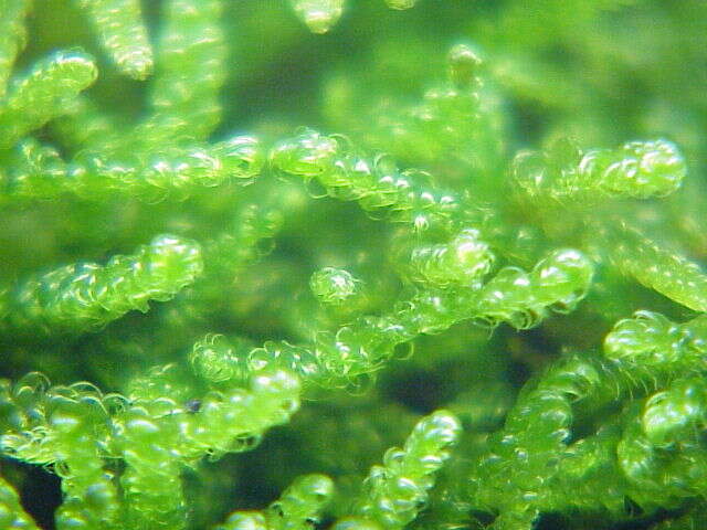 Image of hypnum moss