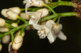 Слика од Dysoxylum parasiticum (Osbeck) Kosterm.