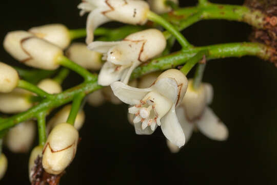 Image of Dysoxylum parasiticum (Osbeck) Kosterm.