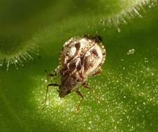 Image of Corythaica venusta (Champion 1898)