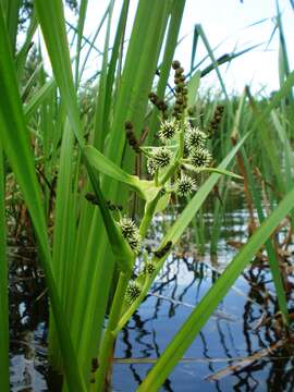 Image of Branched Bur-reed