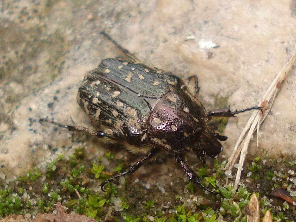 Image de Cétoine grise