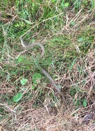 Image of Atlantic Salt Marsh Snake