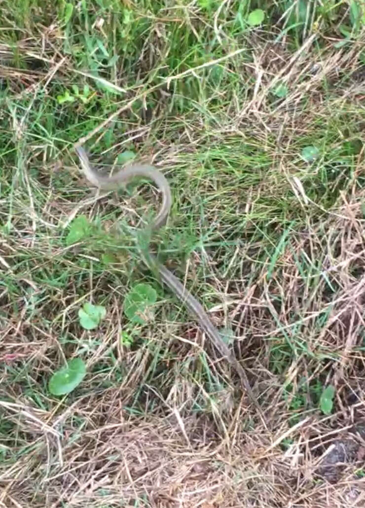 Image of Atlantic Salt Marsh Snake