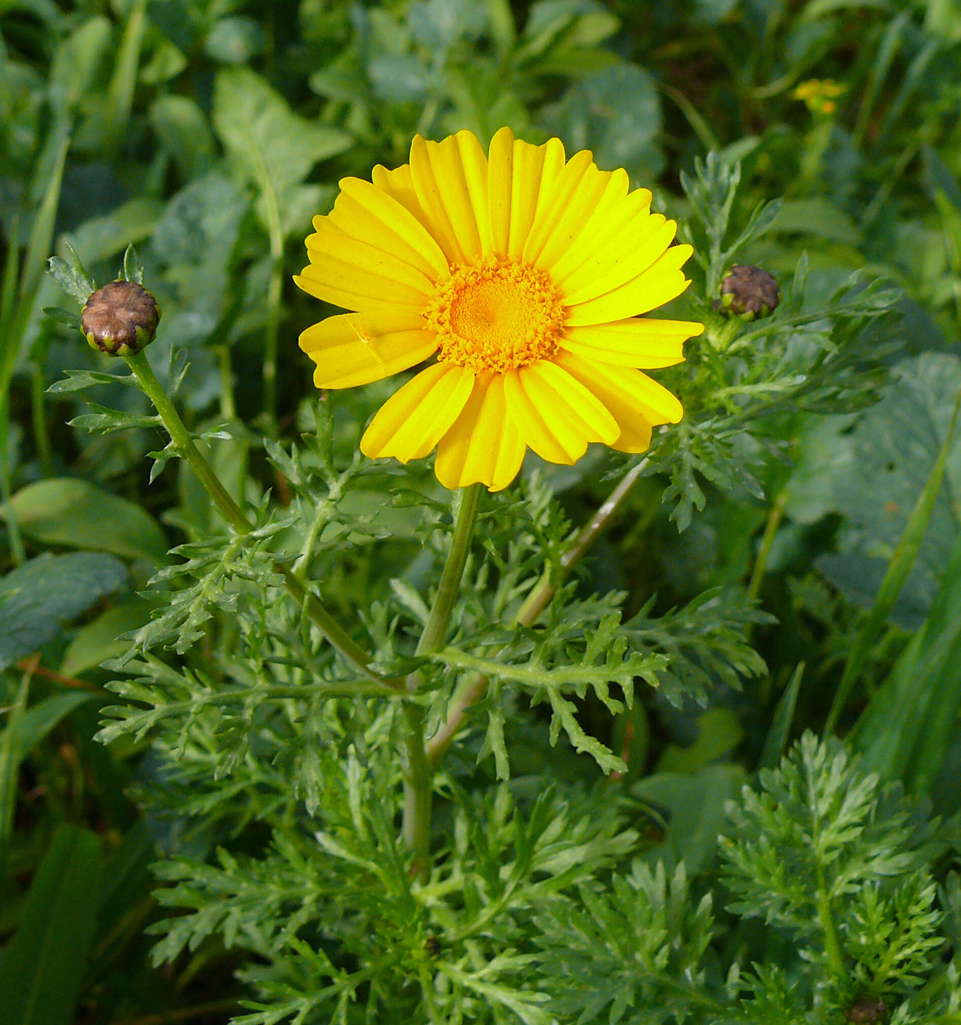 Image of Crown daisy