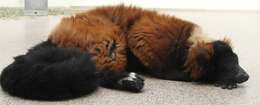 Image of Red Ruffed Lemur