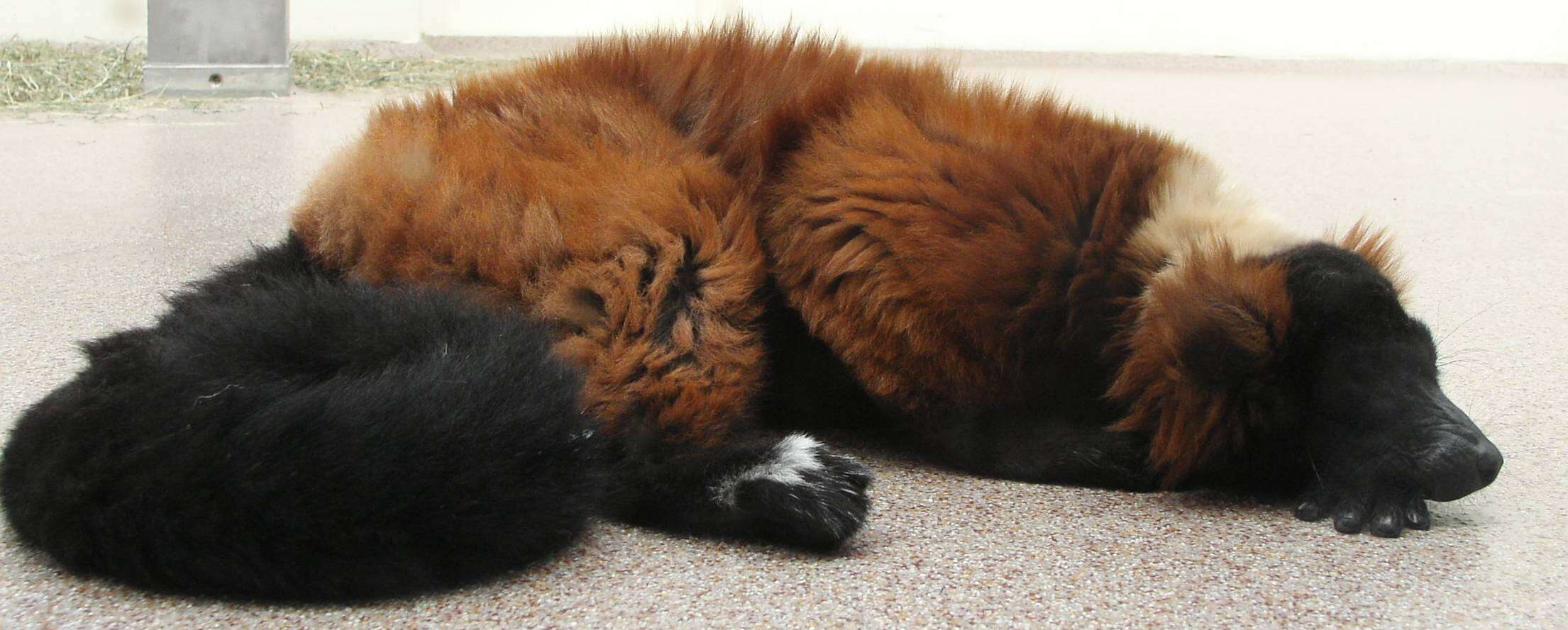 Image of Red Ruffed Lemur