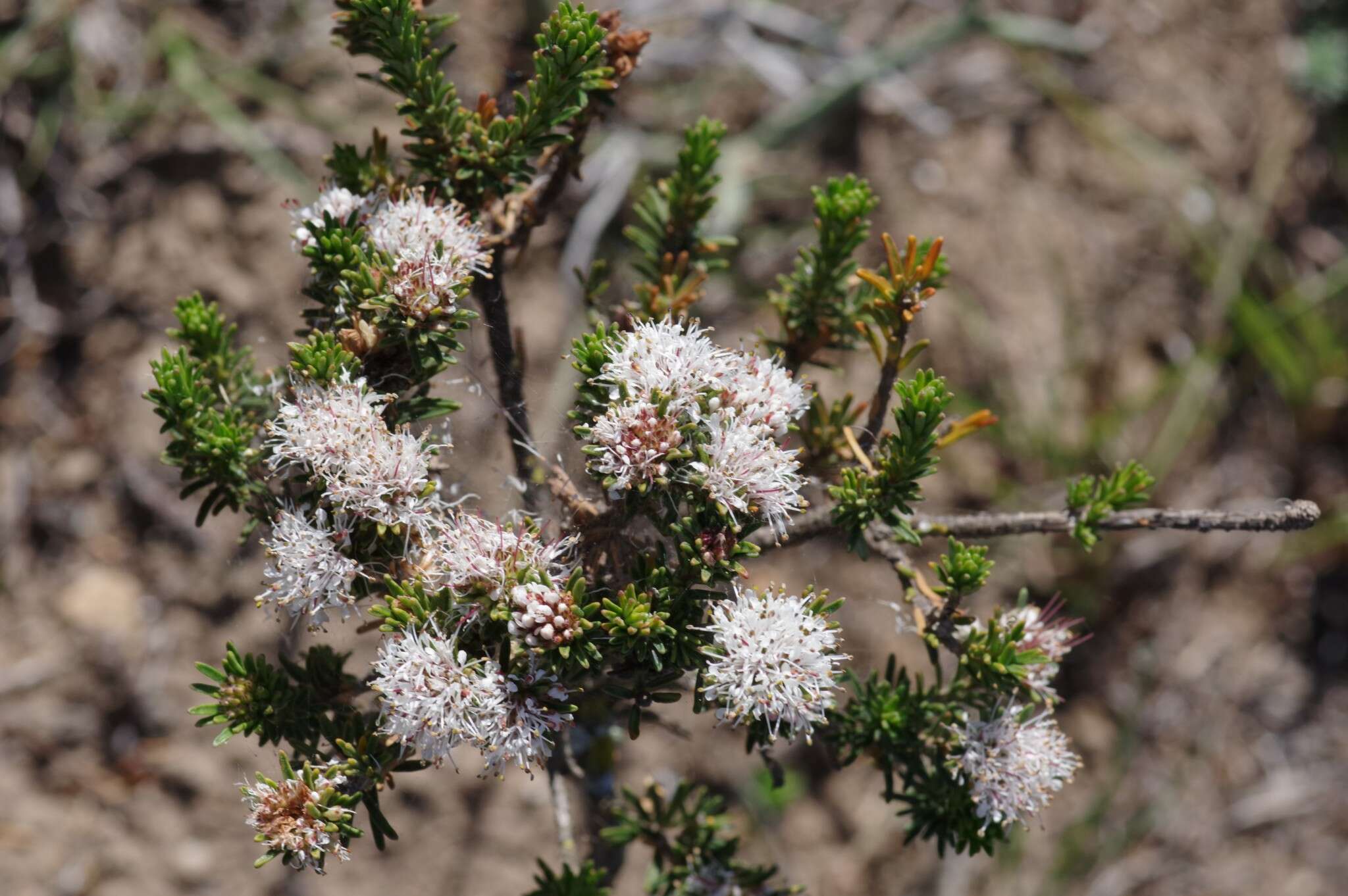 Image of Agathosma gonaquensis Eckl. & Zeyh.