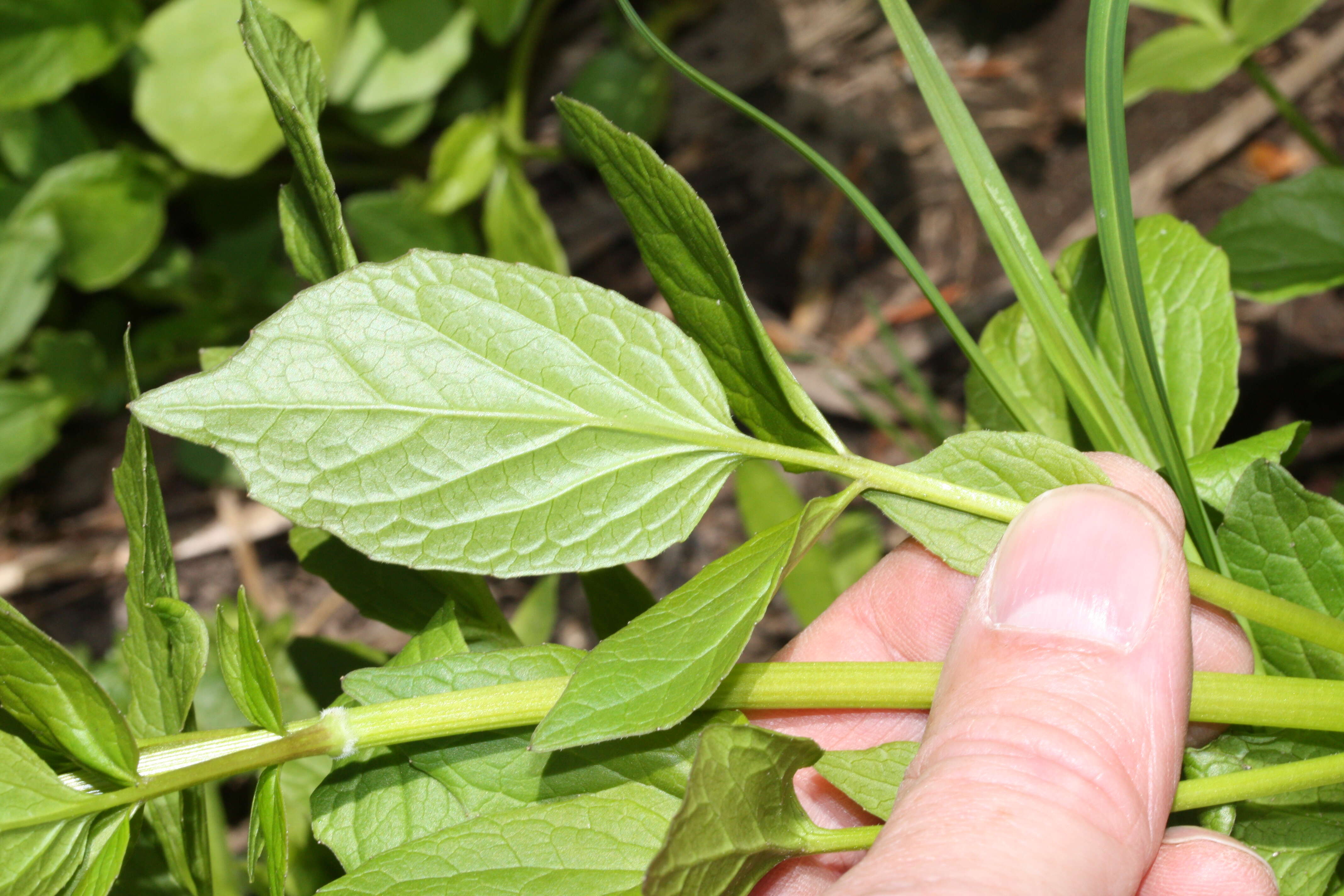 Image of Mountain Heliotrope