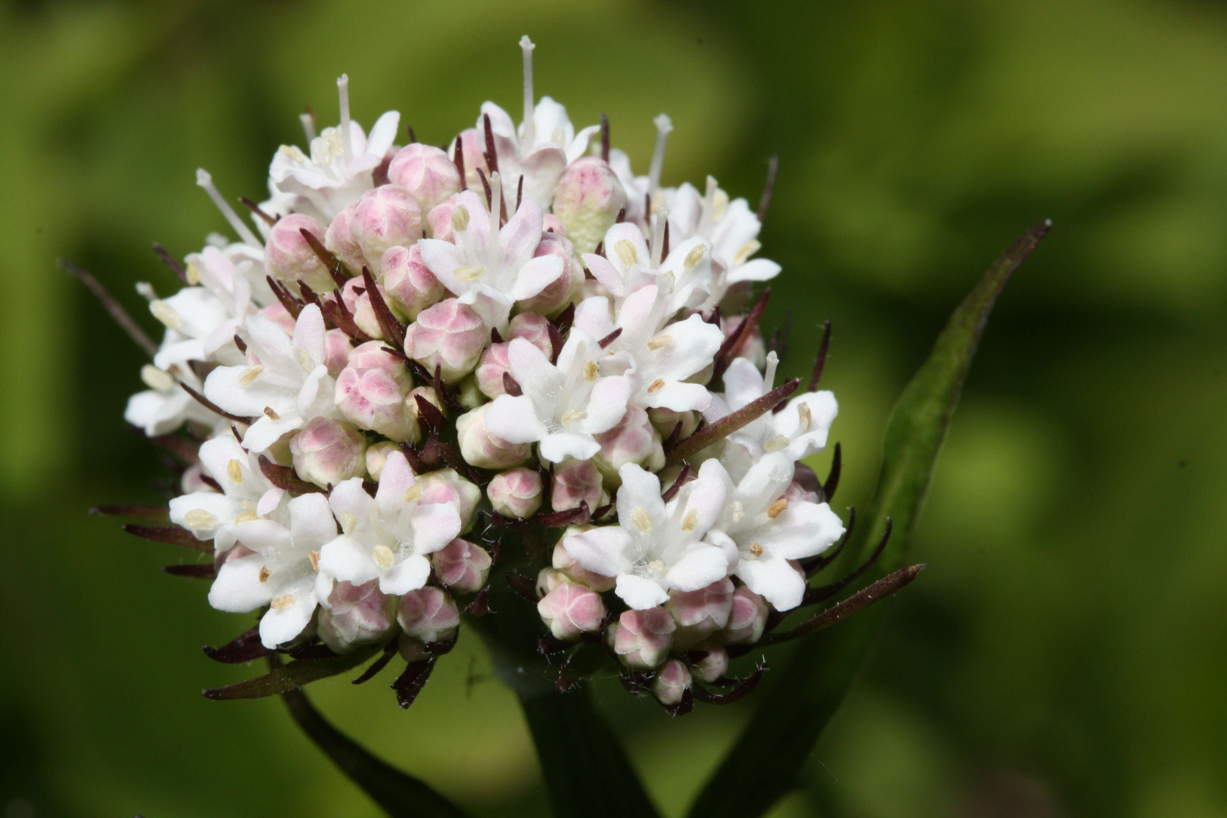 Image of Mountain Heliotrope