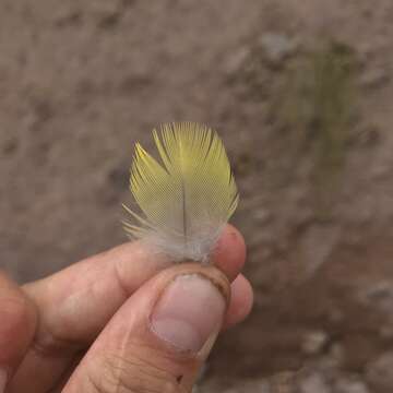 صورة Cyanoliseus patagonus bloxami Olson 1995