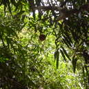 Image of Hydnocarpus annamensis (Gagnep.) Lescot & Sleum.