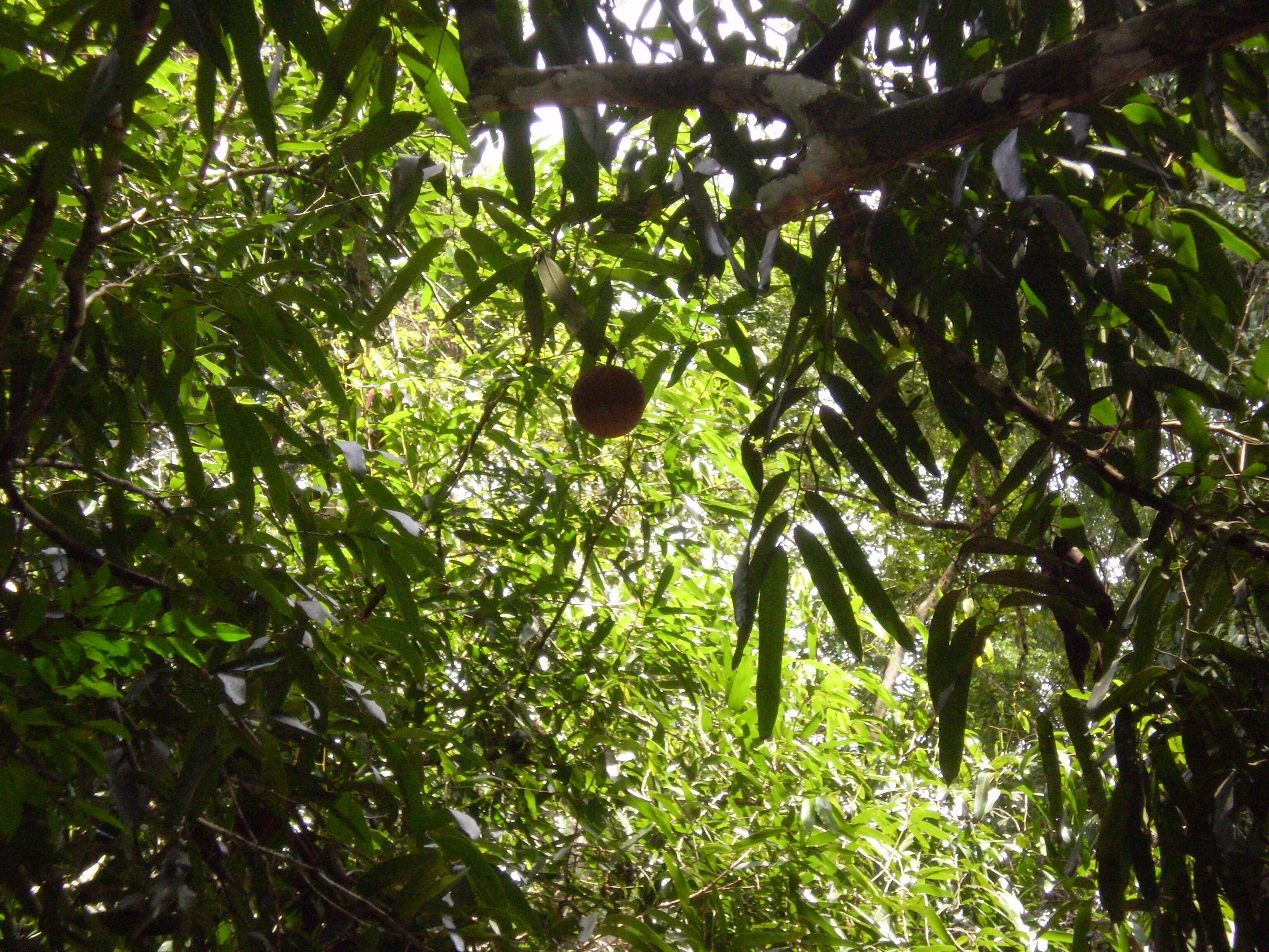 Image of Hydnocarpus annamensis (Gagnep.) Lescot & Sleum.