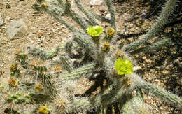 Image of Gander's buckhorn cholla