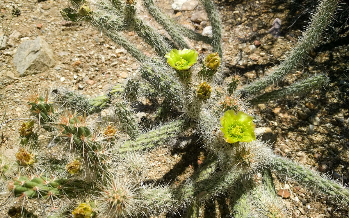 Image of Gander's buckhorn cholla