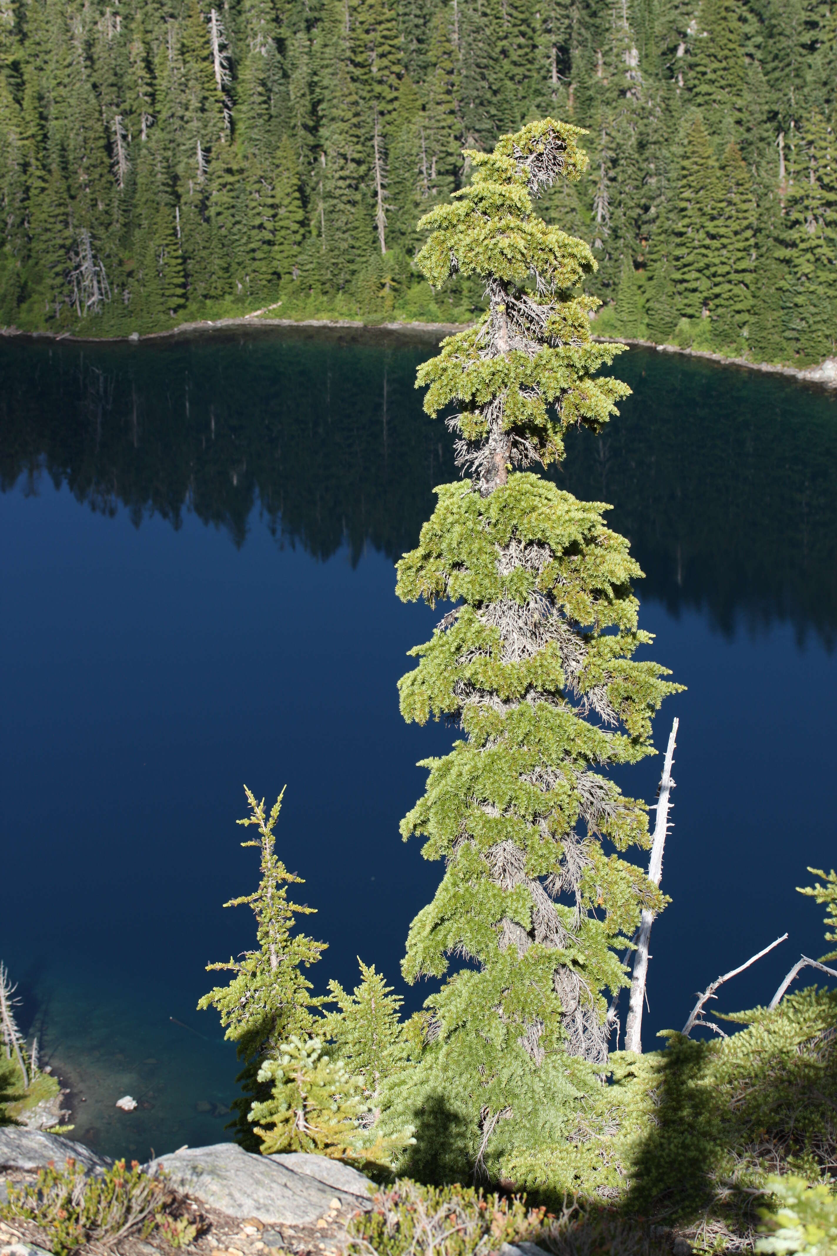 Image of Mountain Hemlock