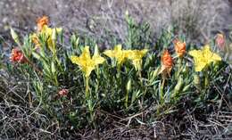 Imagem de Oenothera hartwegii subsp. fendleri (A. Gray) W. L. Wagner & Hoch