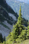 Image of Mountain Hemlock