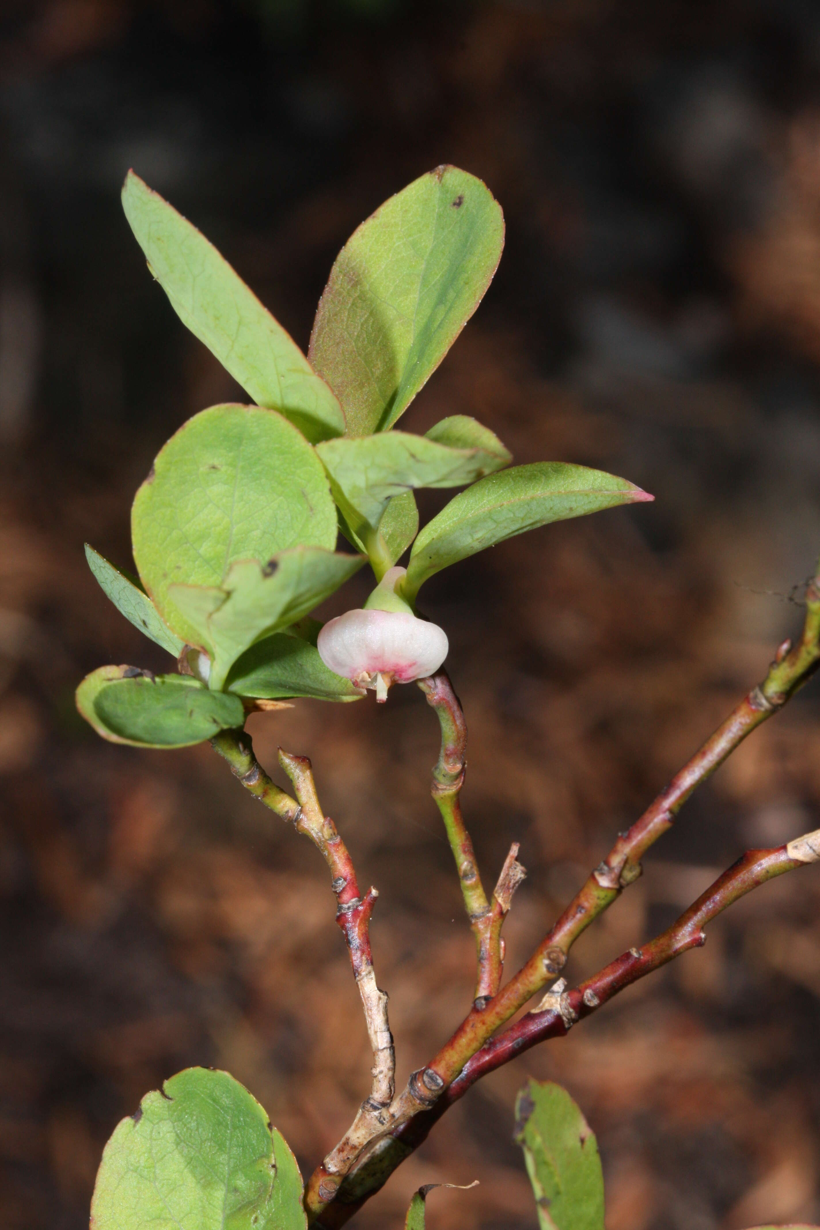 Image de Vaccinium ovalifolium Sm.