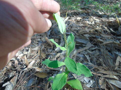 صورة Verbesina coulteri A. Gray