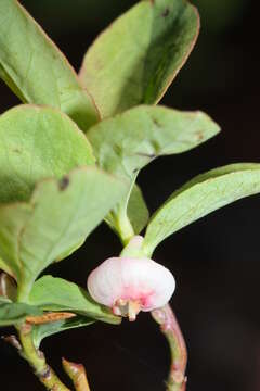 Image de Vaccinium ovalifolium Sm.