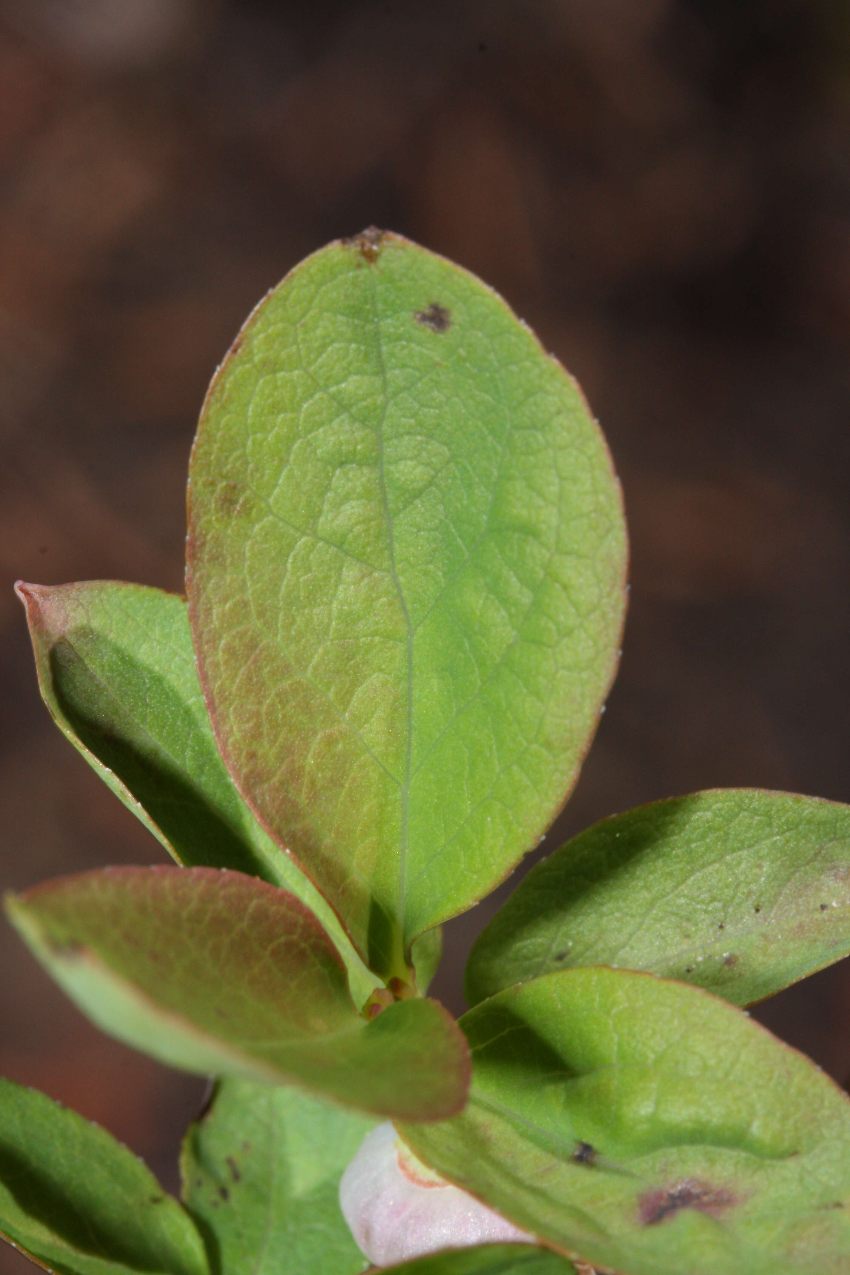 Image de Vaccinium ovalifolium Sm.