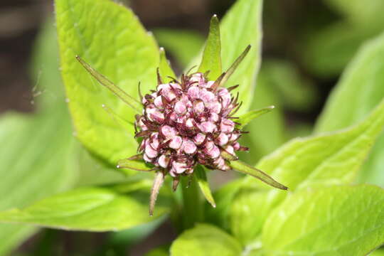 Imagem de Valeriana sitchensis Bong.